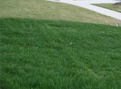 Get the prefect green lawn you've always wanted in Platte City!