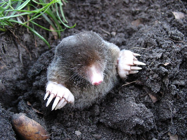 Are Moles ruining your beautiful lawn in Kearney?