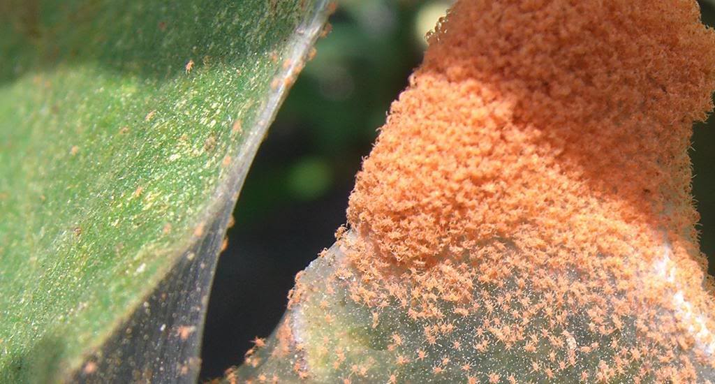 Spider Mites killing your landscaping plants and trees in Smithville