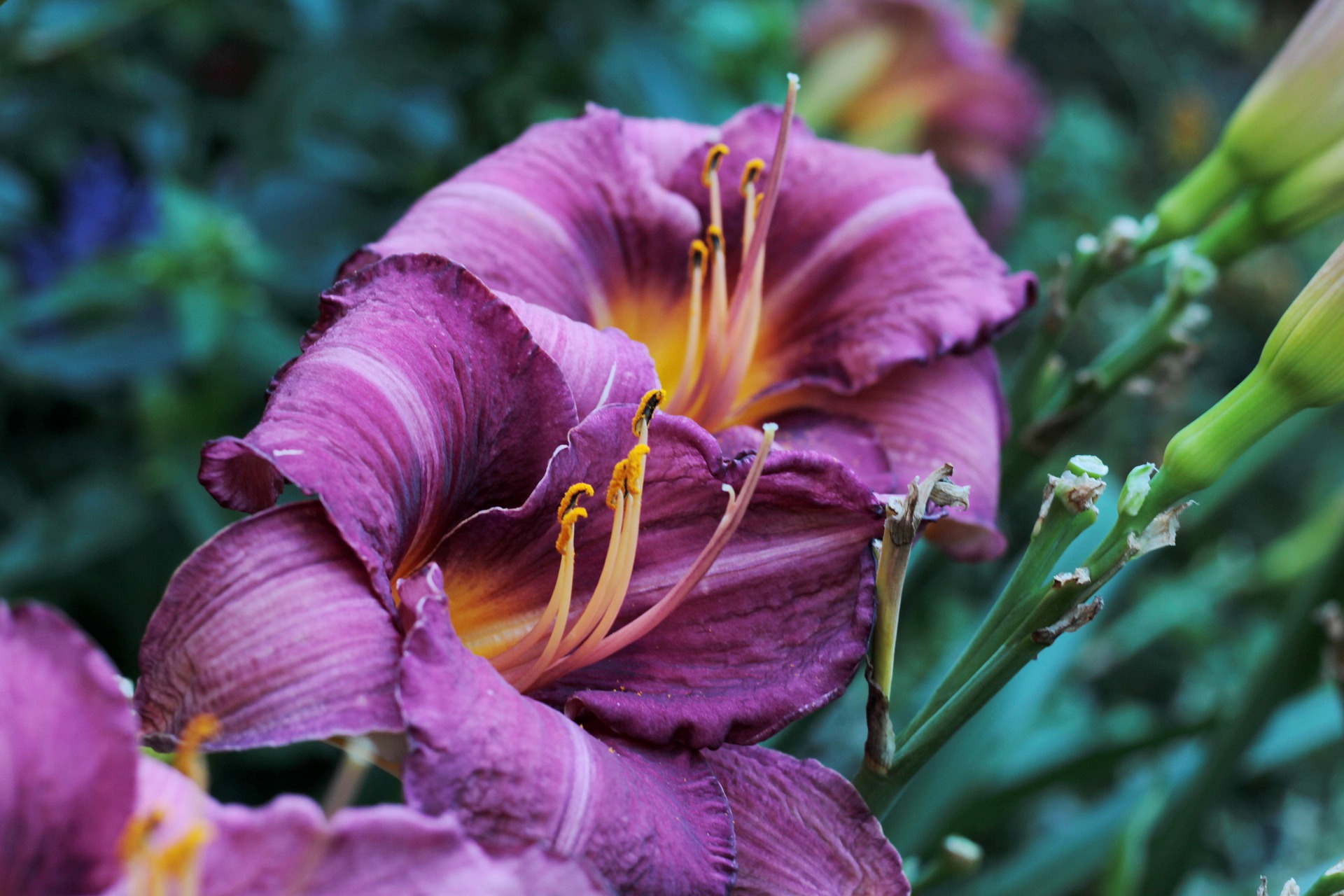 Trimming your plants in the fall can make an easy and beautiful spring